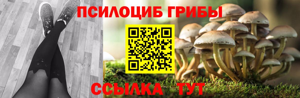 Галлюциногенные грибы Psilocybe Сургут